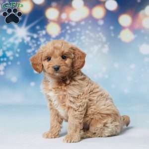 Sammie, Mini Goldendoodle Puppy